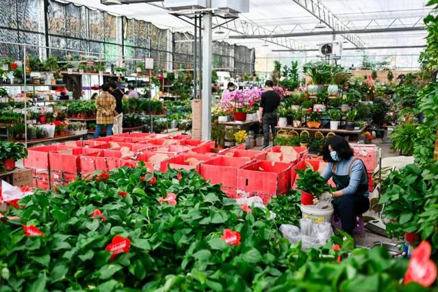 西安这个曾经全国最大的毛巾厂,现在竟搞起了花鸟鱼市的生意