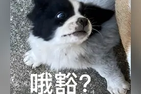 这些水果对狗狗来说是“人间砒霜”，宠主千万要熟知！图片