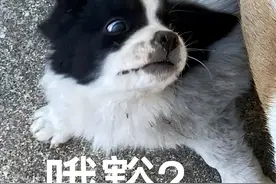这些水果对狗狗来说是“人间砒霜”，宠主千万要熟知！图片