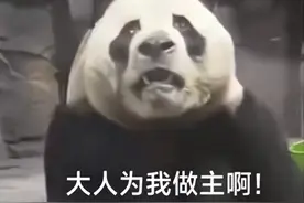 笑拥了！大熊猫灵岩因在直播间表演甩臀舞被封，要笑死在评论区图片