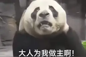 笑拥了！大熊猫灵岩因在直播间表演甩臀舞被封，要笑死在评论区图片