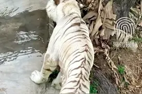 动物园老虎身形消瘦遭质疑营养不良，园方：没有健康问题，会去反馈核实，专家：胖瘦不说明健康有问题图片