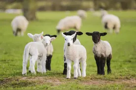 羊羔拉稀喂什么药好使？羊羔拉痢疾喂什么药好？这样治疗效果很好图片