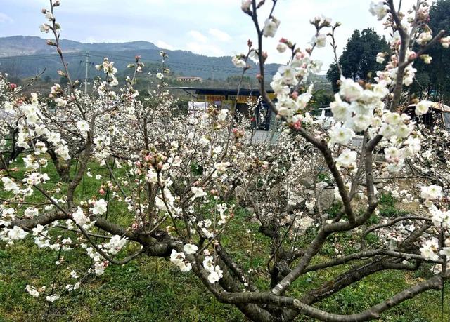 樱桃花开了！来乌当赴一场春暖花开之约