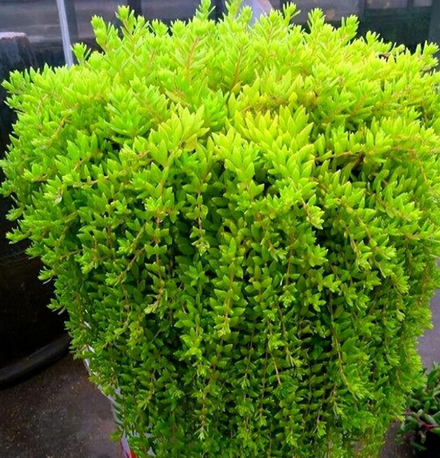 即使十天半个月不浇水,照样可以长势特别旺,还可以忍受-5℃低温冻不死