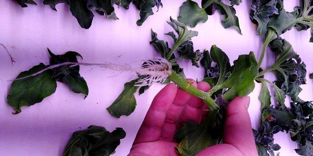 冰菜生物学特性及气雾培生产技术