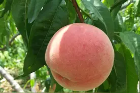 家中连续7日以上无人居住你要做这四件事图片