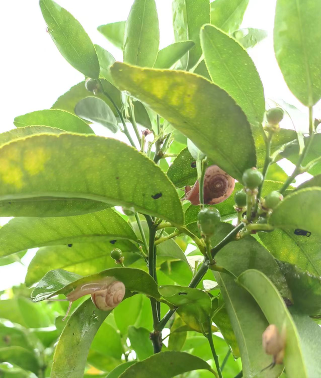 6鏈堢鐞嗭綔鑴辫偉涓ラ噸鑶ㄦ灉鎱㈡垚棣栬闂锛佹灉涓ぇ灏忓樊璺濆ぇ锛岃灗铏梾澶? onerror=