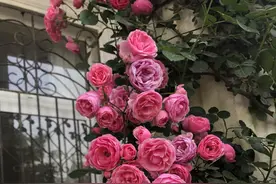 5种花，别轻易养，都说“花旺人不旺”，要谨慎图片