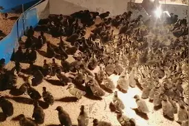 鸭场常见鸭品种的养殖方法图片