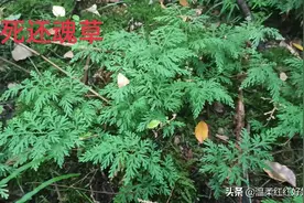 湖南发现了九死还魂草，还是世界濒危植物图片