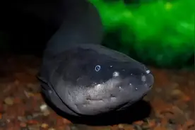 放电瞬间电压高达800伏特，电鳗为啥电不到自己？图片