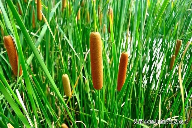 踏春必备“百草图”之三，身边那些有价值的野草，你能认识几种？