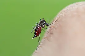 蚊子是怎么吸血的呢？为什么吸完血之后皮肤会起包呢？图片