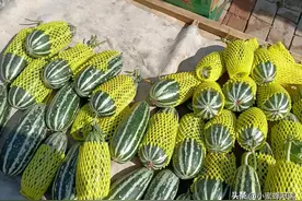 都说吃甜瓜嗓子痛，买了三个甜瓜，尝一个后悔了，这瓜还是不要买图片