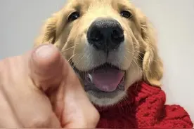 狗狗为何会跟它的母亲“近亲繁殖”！它们没有“羞耻心”吗？图片