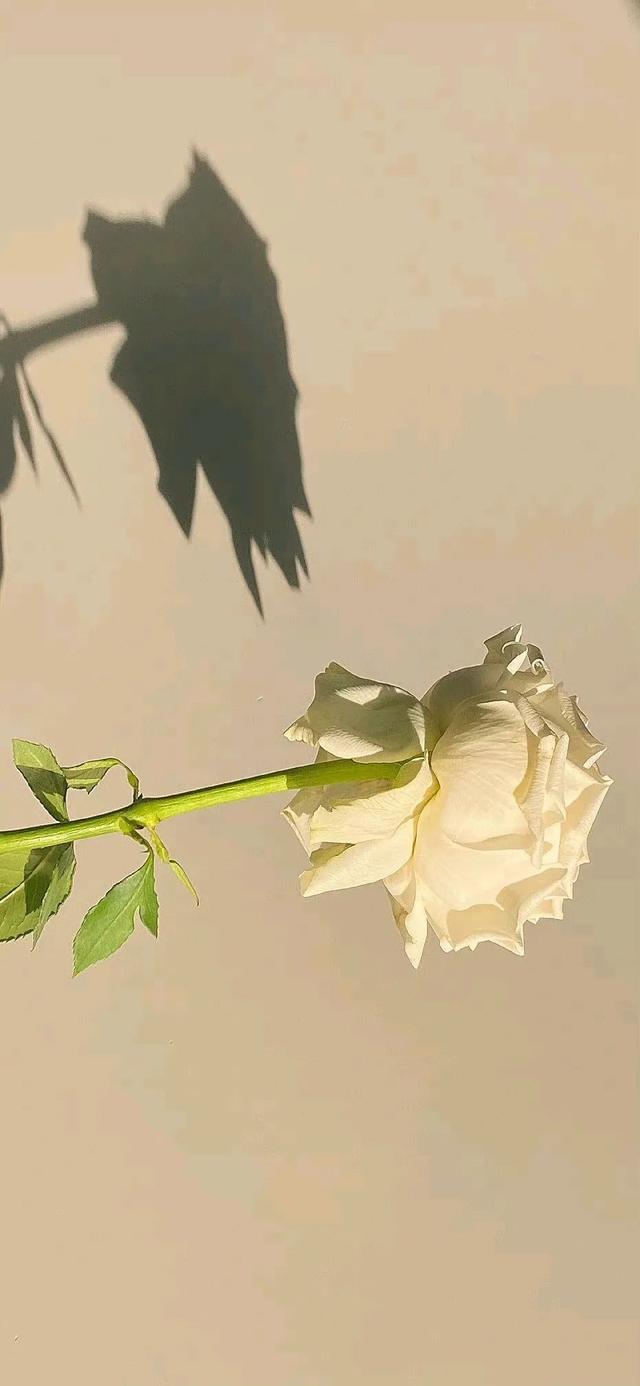 情感语录 | 背景图 | 壁纸