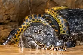 鳄鱼大战蟒蛇！蟒蛇在全力绞杀，鳄鱼却抽空打了一个“哈欠”图片