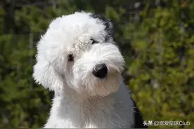 百科 | 古代英国牧羊犬，粘人的毛毛熊图片