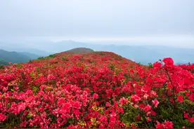 映山红的特点、养殖技巧、注意事项图片