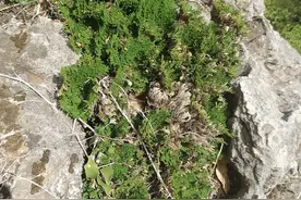 爬山时遇到“还魂草”，别不好意思，顺手挖一棵，养在家里有好处图片