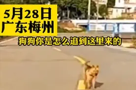 女子驾车回娘家，狗狗在后面追了10几公里：我以为你不要我了图片