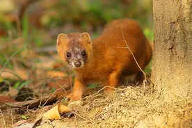 黄鼠狼也有天敌，即使是“黄大仙”，见到一些动物也只能投降图片