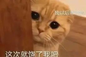 道歉专用表情包 拿图吱声图片