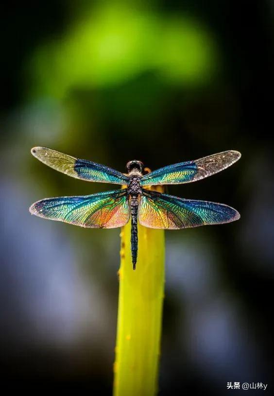 世界上最漂亮的蜻蜓,色彩斑斓,美极了!