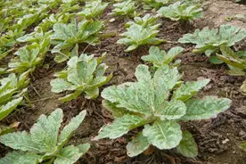 过去荒地很多，如今成了稀罕货，价格高达30元一斤，真没想到图片