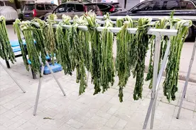 腌雪里蕻，只放盐腌就错了，教你一招，翠绿鲜香，不变味不长毛图片