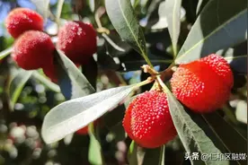 今年的第一口杨梅，快来小海子尝~图片