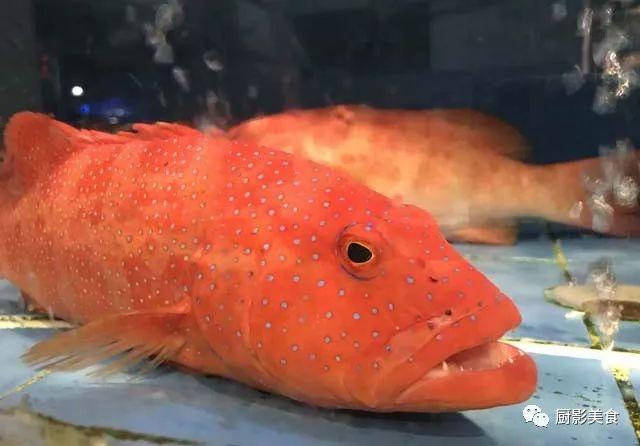 花胶选几级的 花胶等级顺序鱼胶排名大全