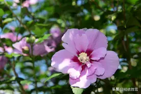 李商隐宫女四首，那木槿栀子石榴花样的宫女，都是埋骨成灰恨未休图片