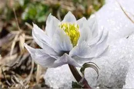 新疆必买的十大特产图片