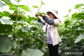 如何让黄瓜、丝瓜、苦瓜、南瓜连续结瓜？四个绝招，一茬接一茬图片