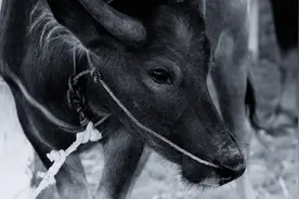 从牛的眼睛看世界，我觉得瞬间不一样了图片