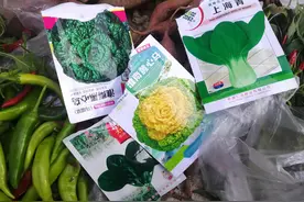 “空中菜园”播种记。播种希望，收获美好，体验田园生活乐趣图片