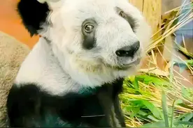 丫丫有救啦！中国饲养员到了！希望两位奶爸能陪伴丫丫一起回国！图片