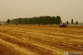 童年记忆之收麦图片