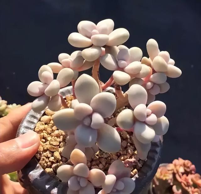 270种常见多肉图谱，一分钟认全！