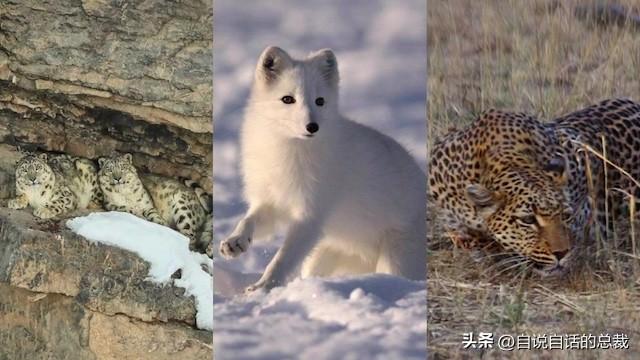 熊猫：真实存在的上古恐惧，为什么只有人类觉得大熊猫很可爱？