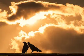 霸总将她禁锢在怀里：你是我的丫头，你想往哪里逃？（一）图片