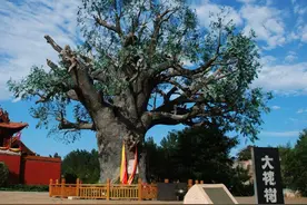 600年前明朝大移民，洪洞大槐树下的真相，成为800个姓氏寻根之地图片