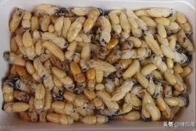 雄蜂在蜂群中一无是处，嘴馋的人却把雄蜂蛹视为香饽饽，做法来了图片