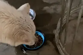 柯基被主人带回老家，转头和土狗交换了伙食：这是在参加变形记？图片