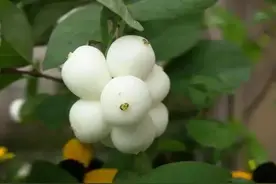 中药古今研究：白饭树图片