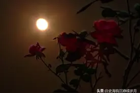 1976年中华大地发生四件大事，件件触目惊心，其中一件堪称神迹！图片