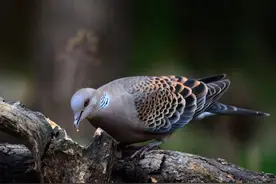 野生斑鸠在我国很常见，却很少见到斑鸠巢穴，它们的“家”在哪？图片