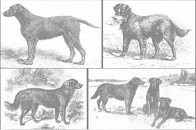 你了解拉布拉多猎犬吗图片